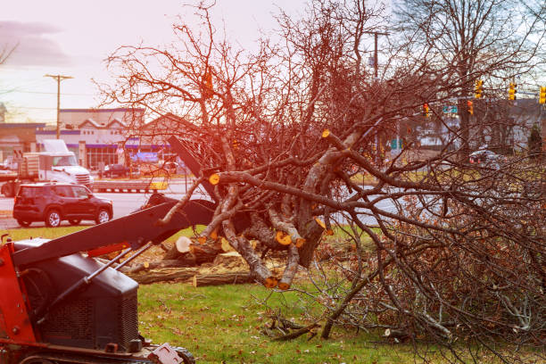 Best Tree and Shrub Care  in Nash, TX