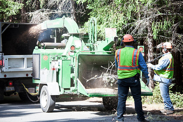Best Palm Tree Trimming  in Nash, TX